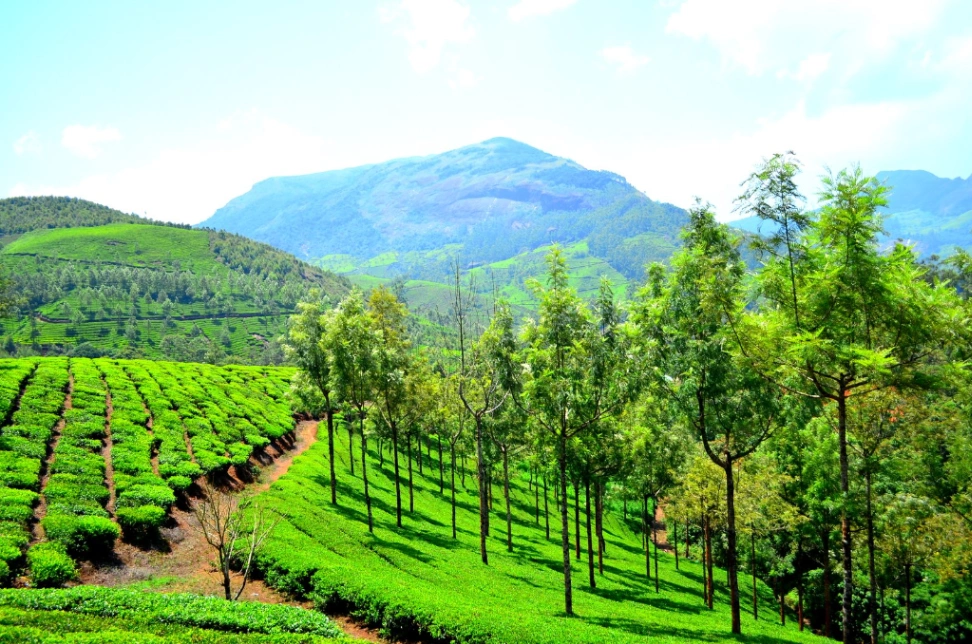 Balanced Darshan in Munnar