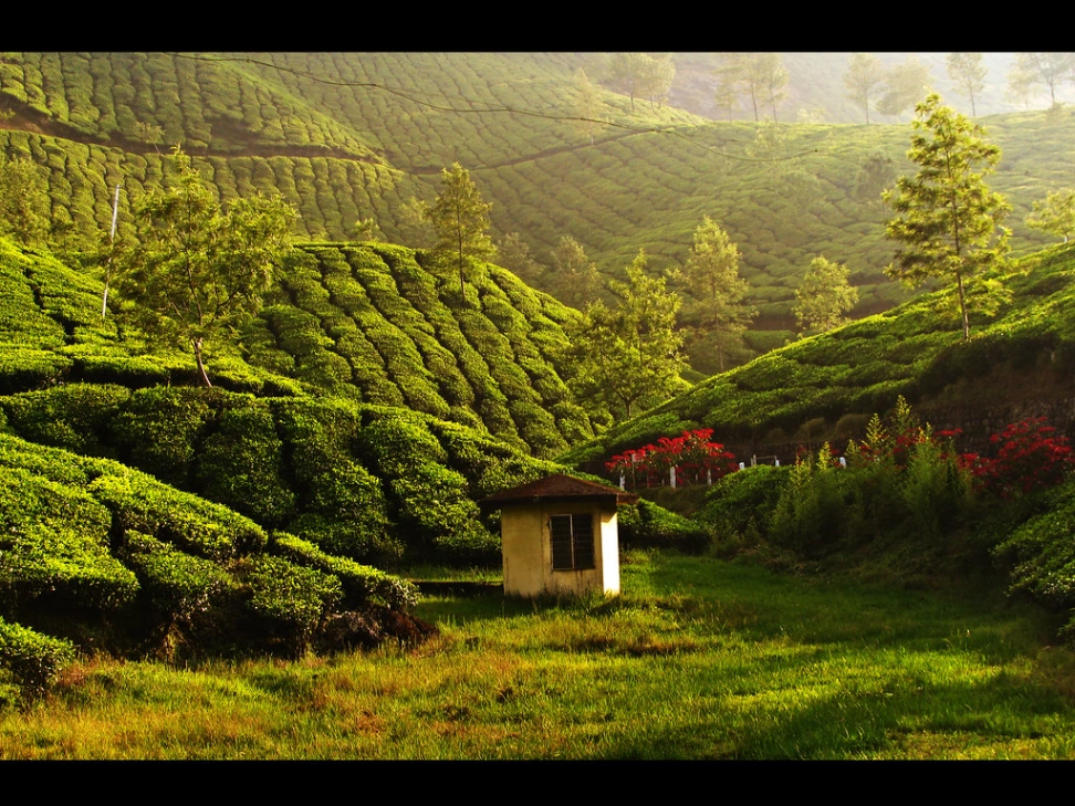Family Yatra in Munnar